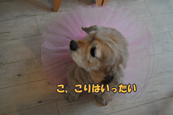 国見かぼちゃホールへようこそ_b0231396_0521831.jpg