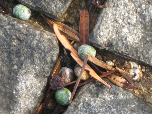 a0193698_1911322.jpg
