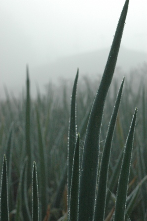 c0164598_8245779.jpg
