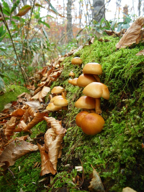 ナメコ（滑子） Pholiota nameko　　　　　　　Right_d0161799_7592793.jpg