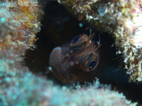 e0115199_2464459.jpg