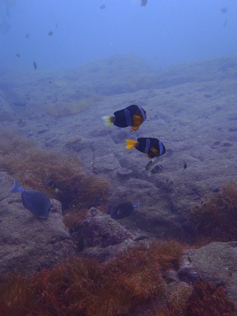 e0115199_33945.jpg
