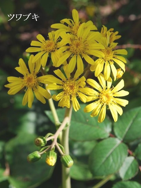 e0025300_1645643.jpg