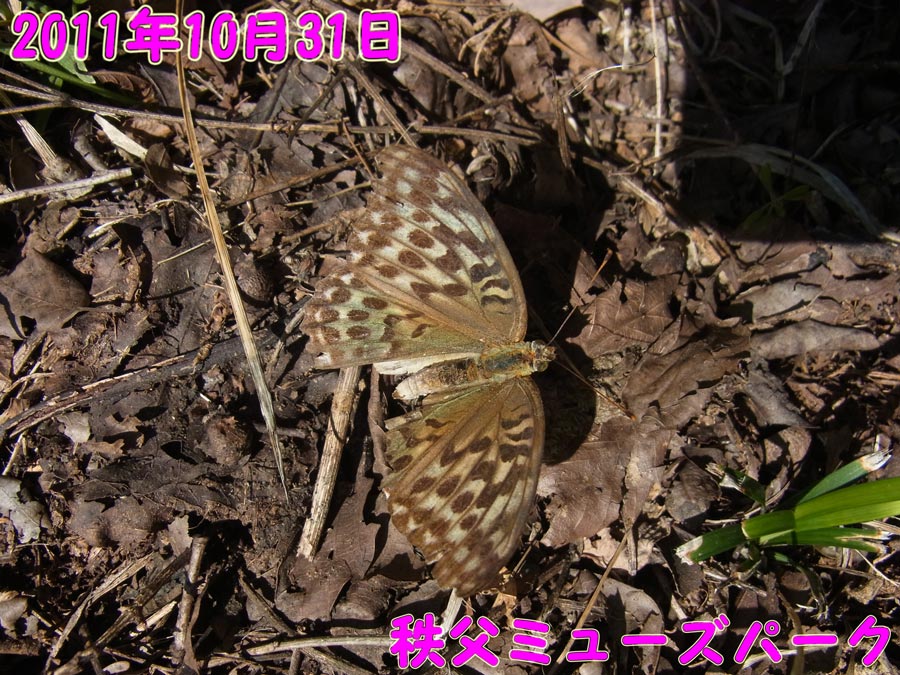 ミドリヒョウモン_e0253104_21323142.jpg