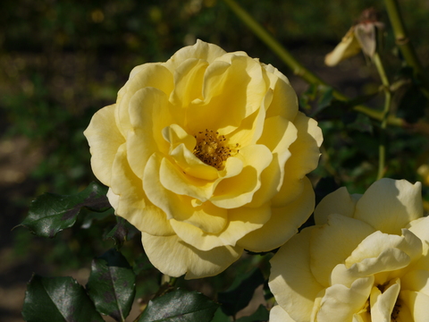 茨城県フラワーパーク 十月桜と秋薔薇とカフェ ちいさな幸せのある毎日 茨城県フラワーパーク 十月桜と秋薔薇とカフェ ちいさな幸せのある毎日