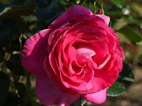 茨城県フラワーパーク 十月桜と秋薔薇とカフェ ちいさな幸せのある毎日 茨城県フラワーパーク 十月桜と秋薔薇とカフェ ちいさな幸せのある毎日