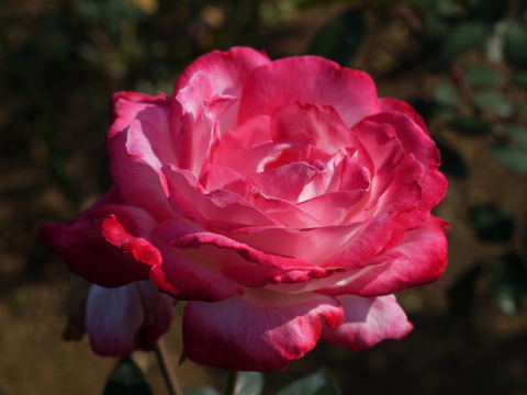 茨城県フラワーパーク 十月桜と秋薔薇とカフェ ちいさな幸せのある毎日 茨城県フラワーパーク 十月桜と秋薔薇とカフェ ちいさな幸せのある毎日