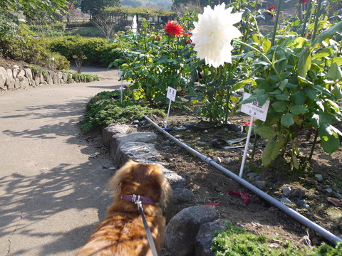 茨城県フラワーパーク 十月桜と秋薔薇とカフェ ちいさな幸せのある毎日 茨城県フラワーパーク 十月桜と秋薔薇とカフェ ちいさな幸せのある毎日