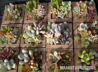 4年目の葉挿し育苗箱。 : ひなこたのタニクblog。