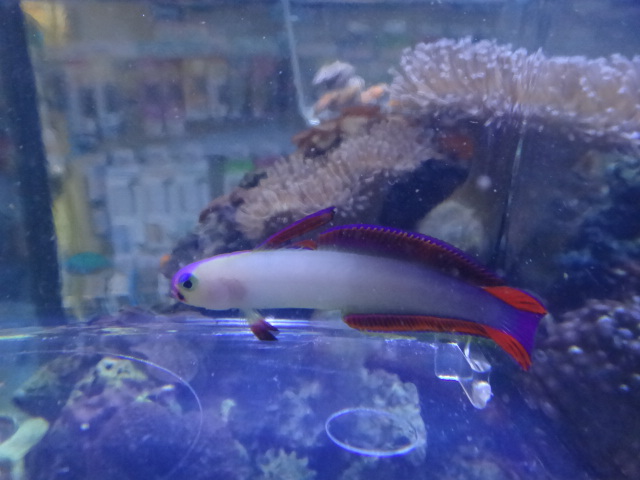 海水魚・サンゴ_f0189122_13331330.jpg