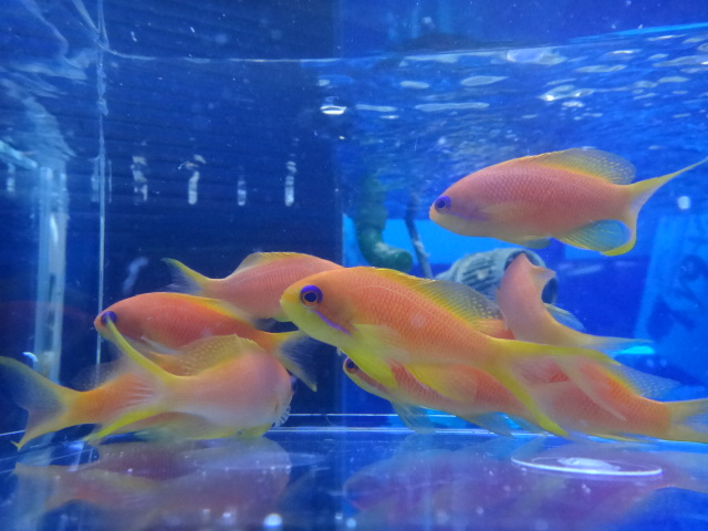 海水魚・サンゴ_f0189122_13341285.jpg