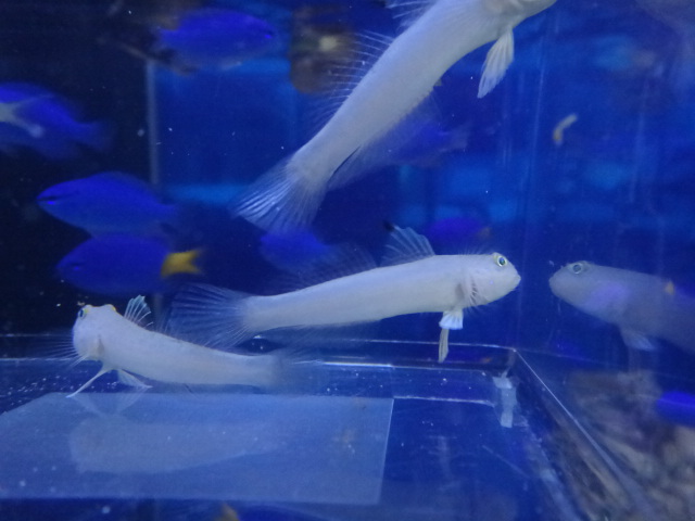 海水魚・サンゴ_f0189122_13361910.jpg