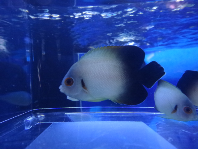海水魚・サンゴ_f0189122_1337468.jpg