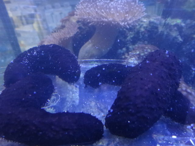 海水魚・サンゴ_f0189122_13393235.jpg