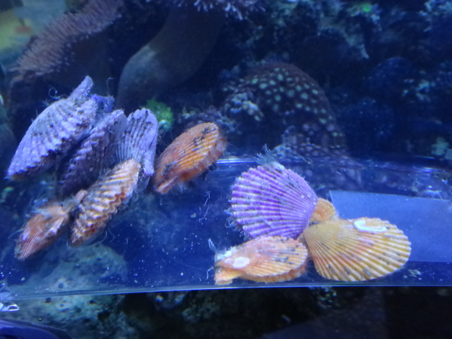 海水魚・サンゴ_f0189122_13402729.jpg