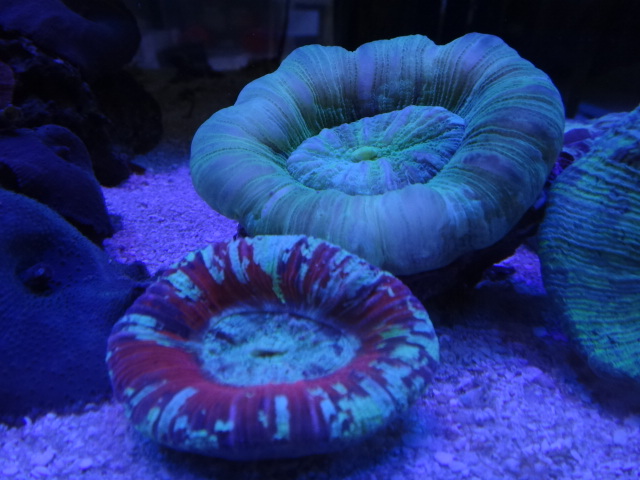海水魚・サンゴ_f0189122_13414614.jpg