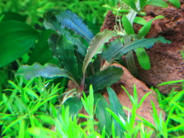 水草・淡水魚_f0189122_144439.jpg