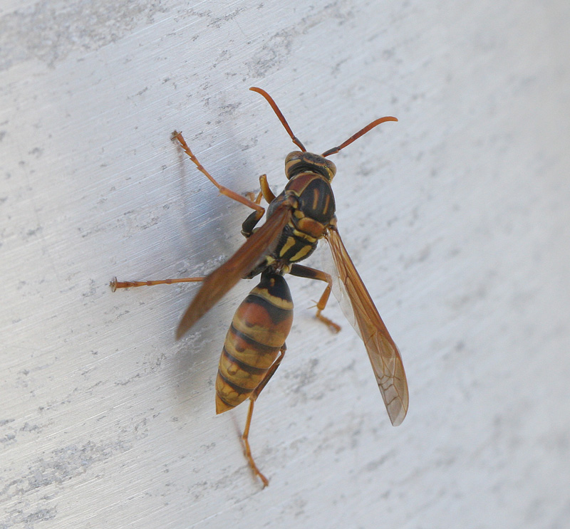 ヤマトアシナガバチ Polistes japonicus_f0161823_6412085.jpg