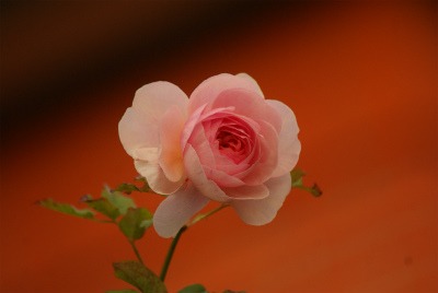 f0170524_1712219.jpg