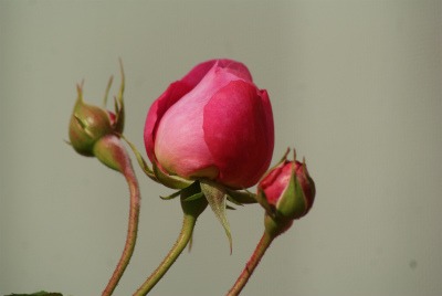 f0170524_1713762.jpg