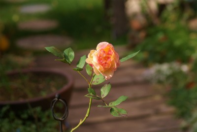 f0170524_17143517.jpg