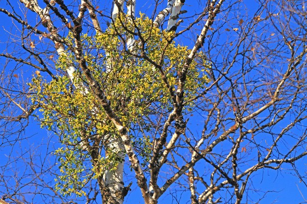 c0104227_17262877.jpg