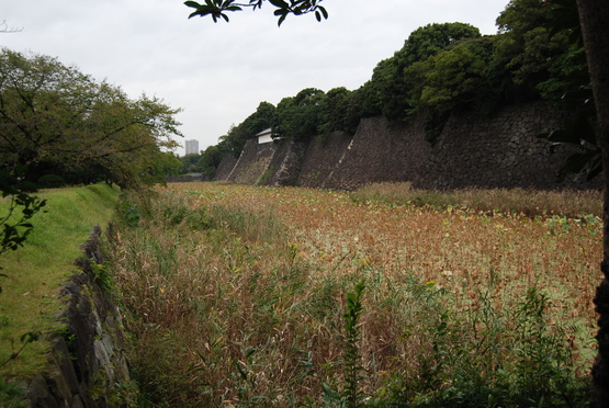 皇居内苑をあるく（「天皇の園芸」つづき）_b0117832_13504046.jpg