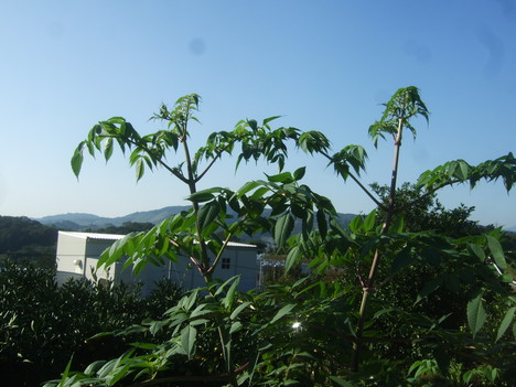 b0137932_10104119.jpg