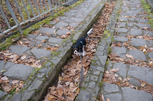公園のはしご_c0051132_2018686.jpg