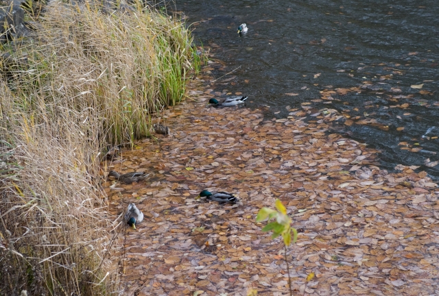 公園のはしご_c0051132_20194265.jpg