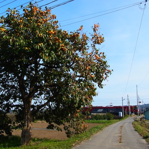 柿のある光景、とか。_e0171334_052141.jpg