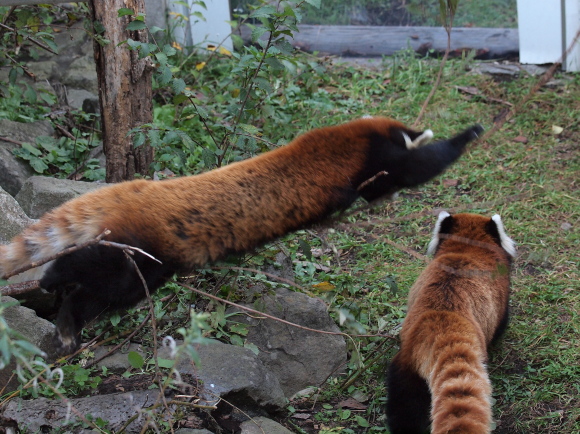 白い腕 レッサーパンダとkool 白い腕 レッサーパンダとkool