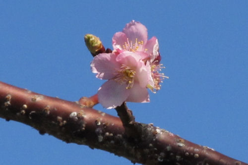 桜、咲いてたよ_d0001244_20361440.jpg