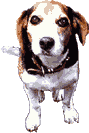 b0005652_18394287.gif