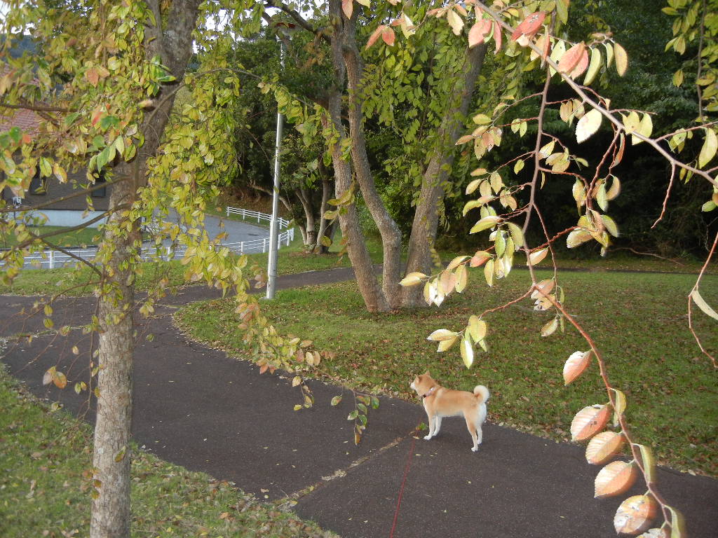 2011年11月2日(水)大人しく静養中8日目!_f0060461_1135765.jpg