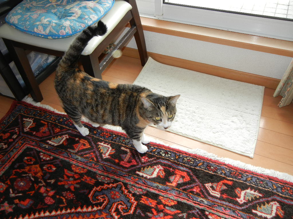 2011年11月2日(水)大人しく静養中8日目!_f0060461_1182035.jpg