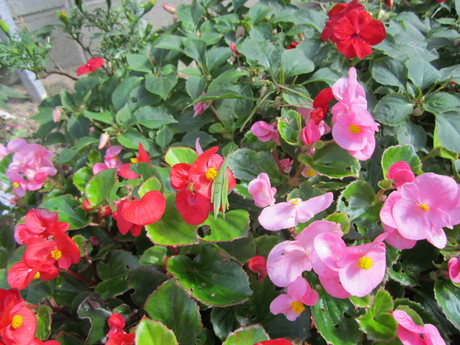 秋の日の花壇_f0205367_12551968.jpg