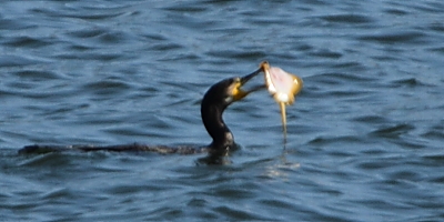 ★先週末の鳥類園(2011.10.29~30)_e0046474_049783.jpg