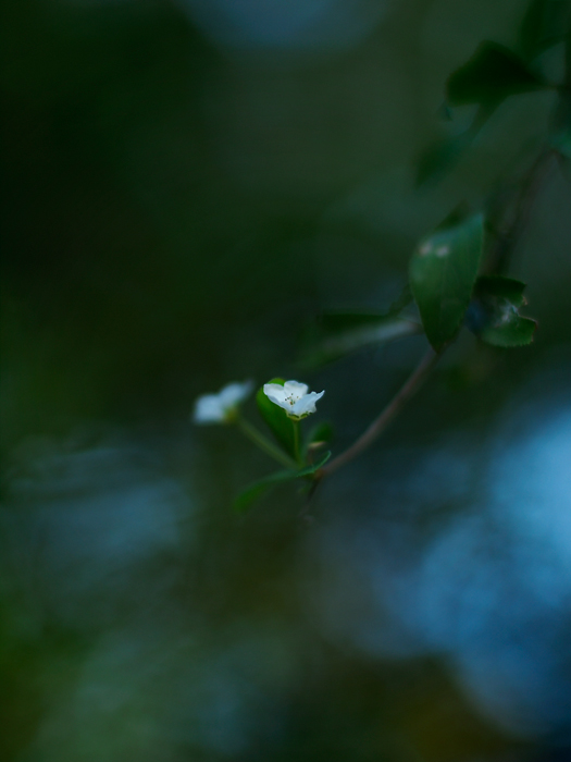 赤塚植物園~11月自主錬~_a0161380_17474771.jpg