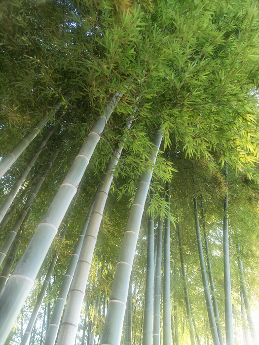 赤塚植物園~11月自主錬~_a0161380_17515215.jpg
