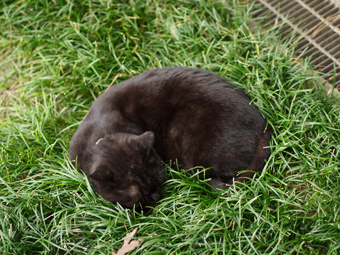 赤塚植物園~11月自主錬~_a0161380_18115278.jpg