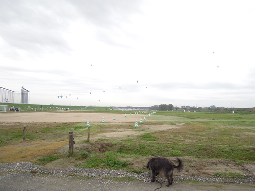 佐賀バルーンフェスタへ。_d0195183_218125.jpg