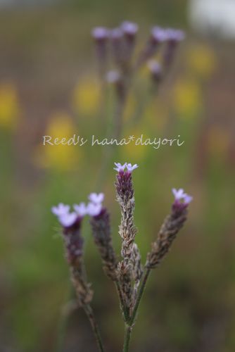 野の花たち。_b0163486_1756736.jpg