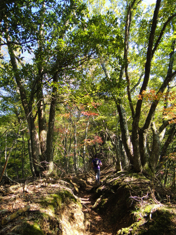 2011/11/01 霊仙山_b0220886_10584931.jpg