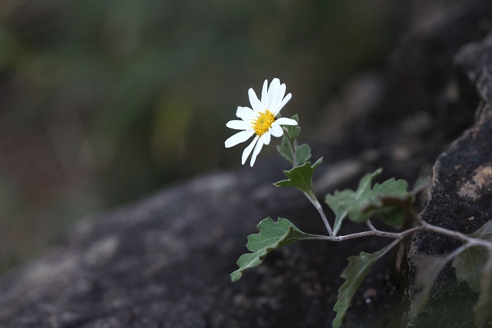 f0000789_21281717.jpg