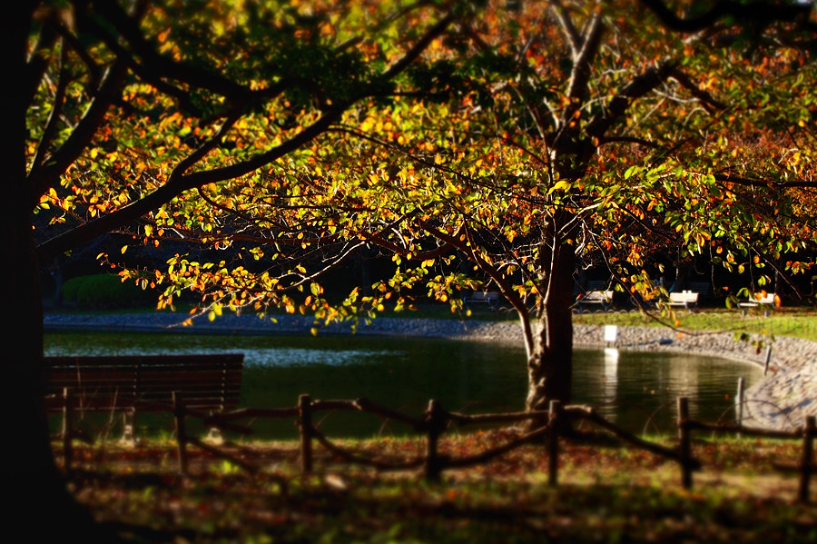 2011 10 31 公園風景_a0143491_23104912.jpg