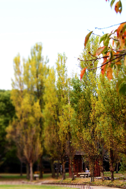 2011 10 31 公園風景_a0143491_2392962.jpg