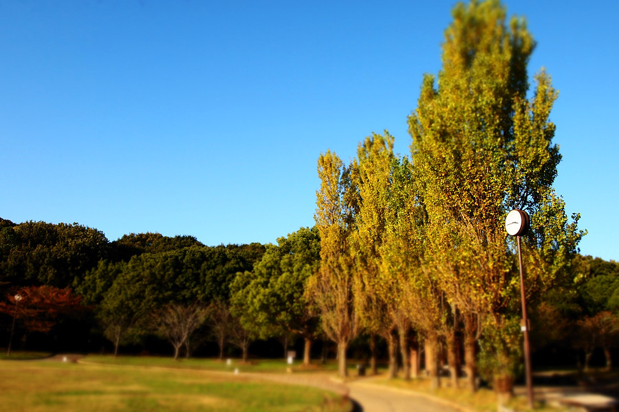 2011 10 31 公園風景_a0143491_2395568.jpg