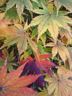 秋深し_a0134394_945115.jpg