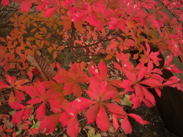 a0146295_16283135.jpg